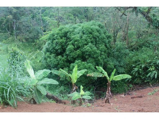 SPECTACULAR ECOLOGICAL MOUNTAIN FARM IN BIJAGUAL DE TURRUBARES - photo 16