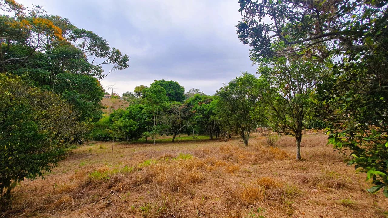 FRUIT TREE PROPERTY FOR SALE: Home Construction Site For Sale in San Isidro del General - photo 13