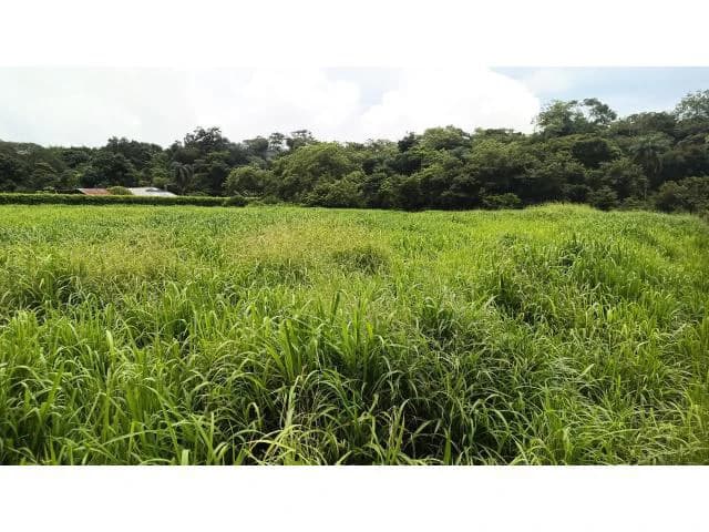 Amazing building property for sale 5 minutes away from Liberia center and 2 minutes walking to the Colorado River - photo 23