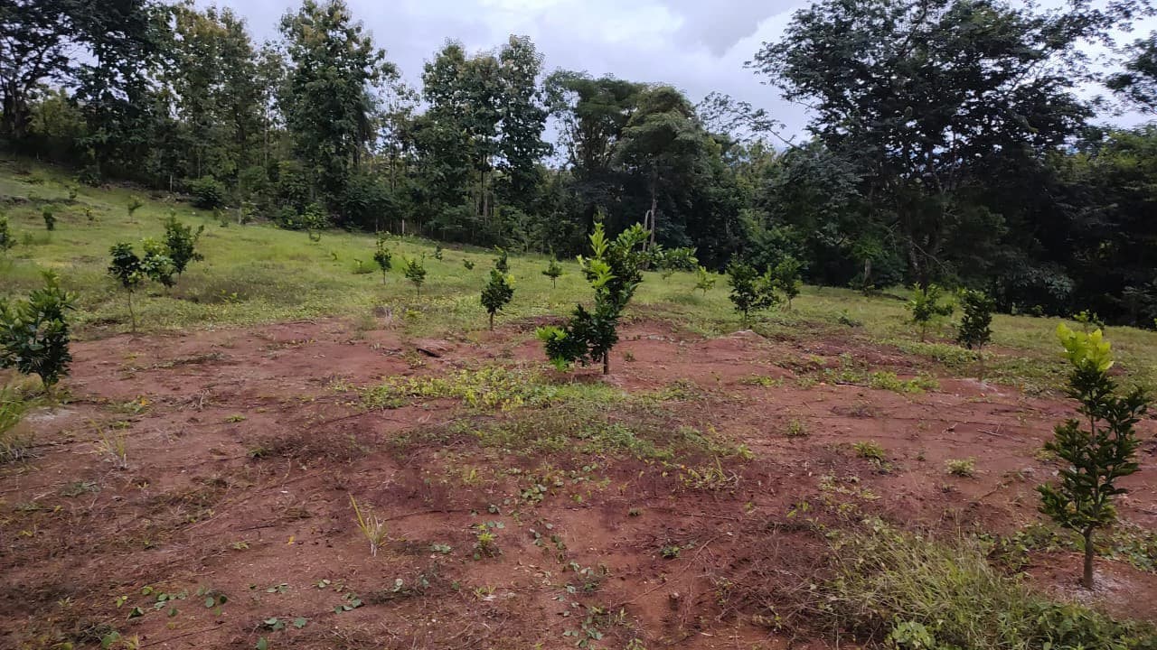 Agricultural Farm for Sale in the mountains of Hojancha, Beautiful 25-acre property with floating lake Apartment and Huge main home - photo 17