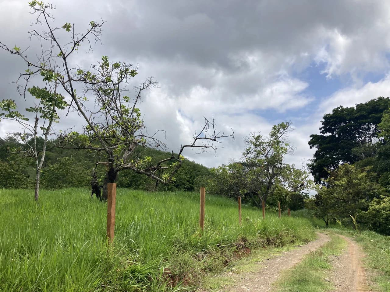 Frog Desing House: Property for Sale in Parrita, Costa Rica - photo 25