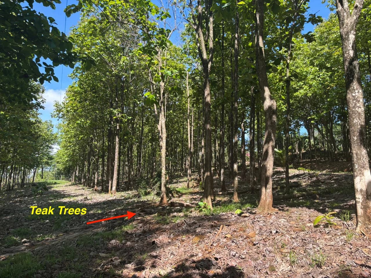 7-Hectare Farm with Teak Plantation, Existing Home & Eco-Development Potential Near Parrita, Costa Rica - photo 23