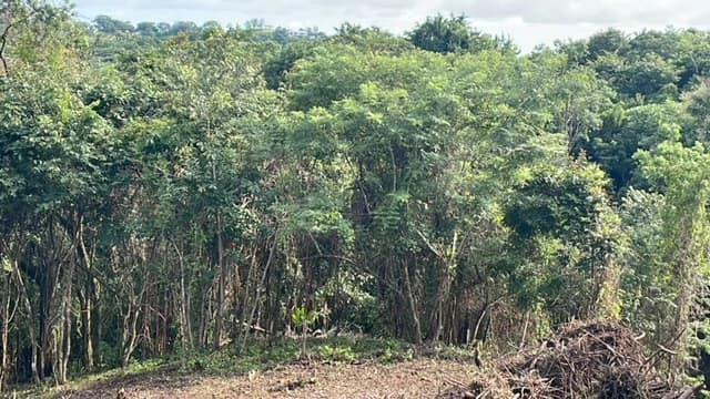 Beautiful Property for Sale in the Mountains of San Juanillo – Prime Land with Building Potential Just 10 Minutes from the Ocean - photo 2