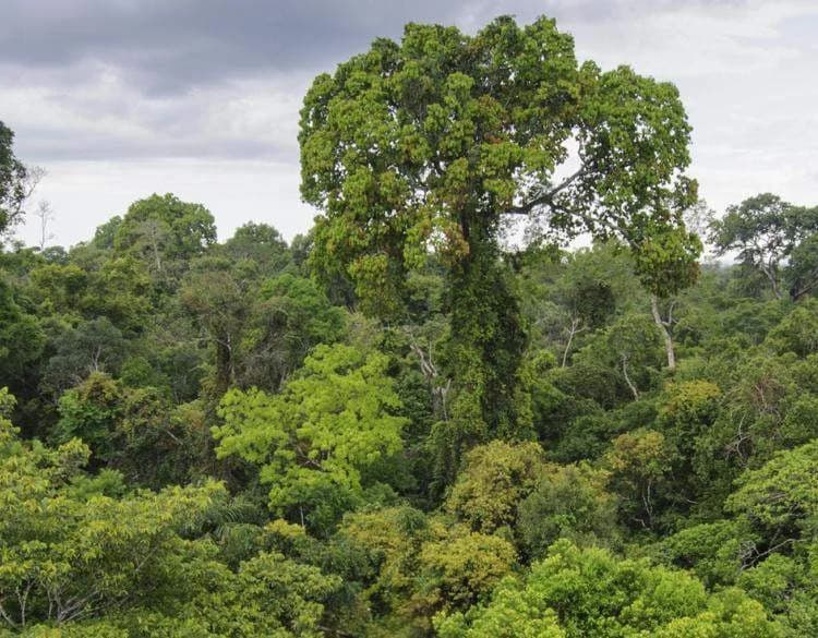 JUNGLE PARADISE: Nature Lovers Dream: 204 acres of Wilderness and a Building Pad - photo 4