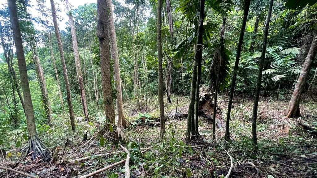 Eduardo Lee 17 Acres: Mountain Agricultural Land For Sale in Bejuco - photo 3