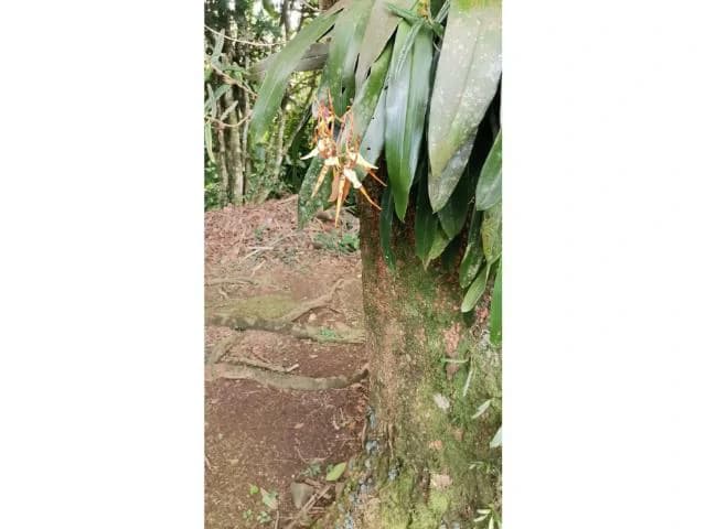 Countryside, Lakefront and Mountain House For Sale in Arenal - photo 13