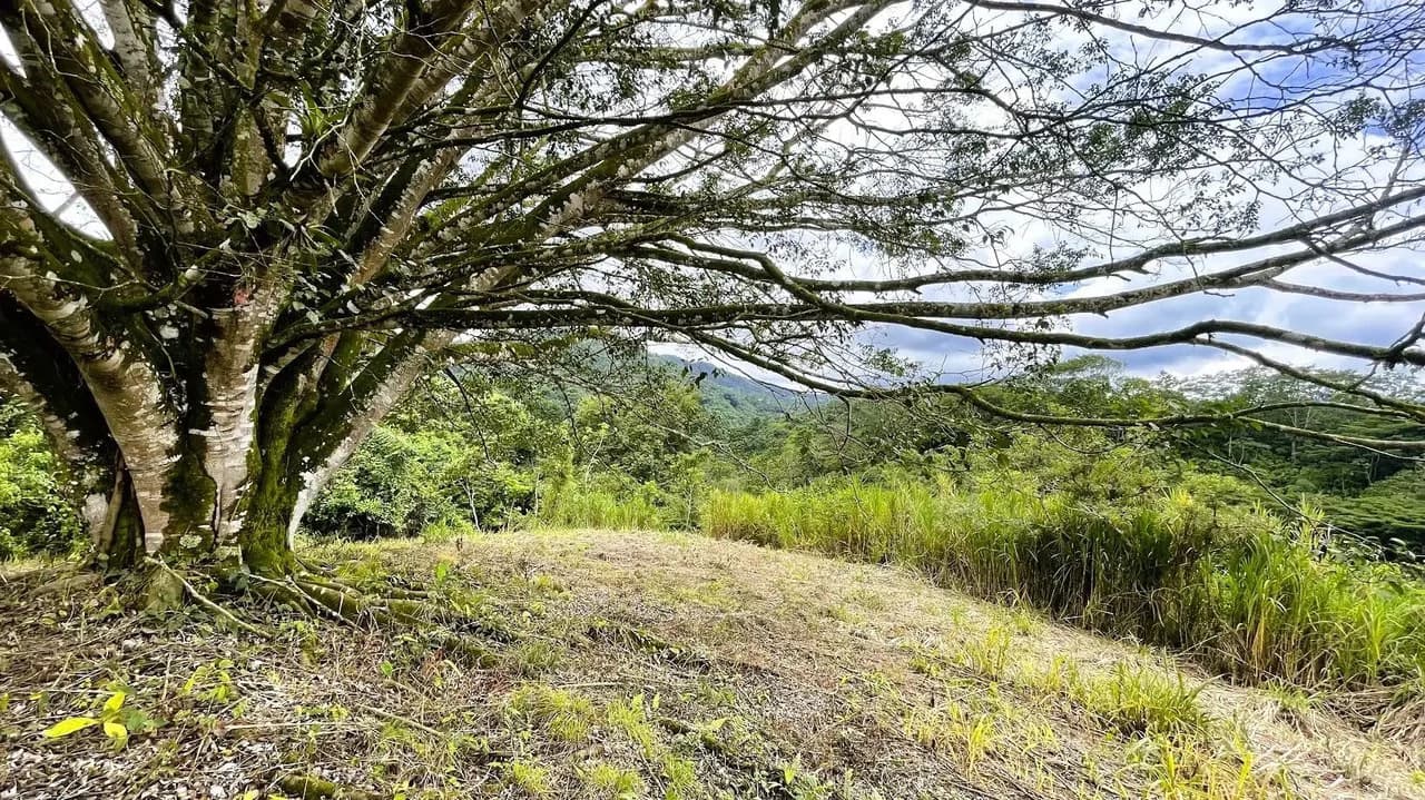 LAND FOR SALE IN SAN MIGUEL, NARANJO - photo 8