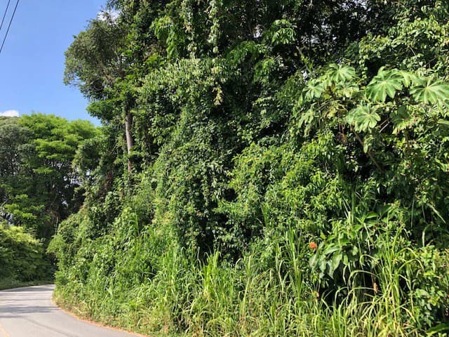6.5 ACRES – Space To Grow, Build & Thrive, Close To The Beach & Commercial Potential Road Frontage!!!!!: Mountain and Countryside Development Parcel For Sale in Platanillo de Dominical - photo 16