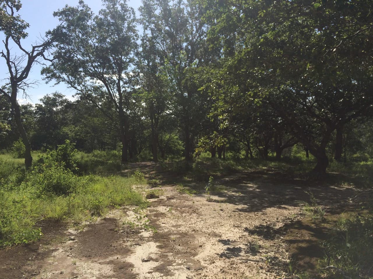 Finca de 31 hectáreas en Liberia: Great investment opportunity - photo 5