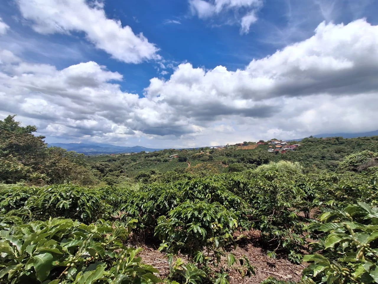Flat Development Parcel: 4 ha Prime Flat Land - photo 8