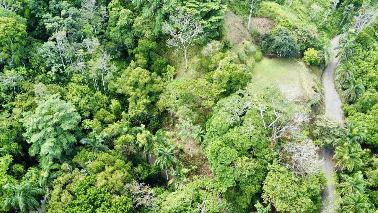 3.6 Acre Ocean View, Near the Beach & Cool Mountain Elevation: Mountain Home Construction Site For Sale in Lagunas - photo 7