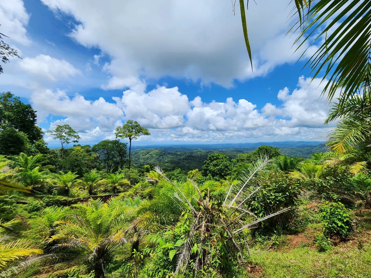 PRIME PARRITA FARM FOR SALE - photo 31
