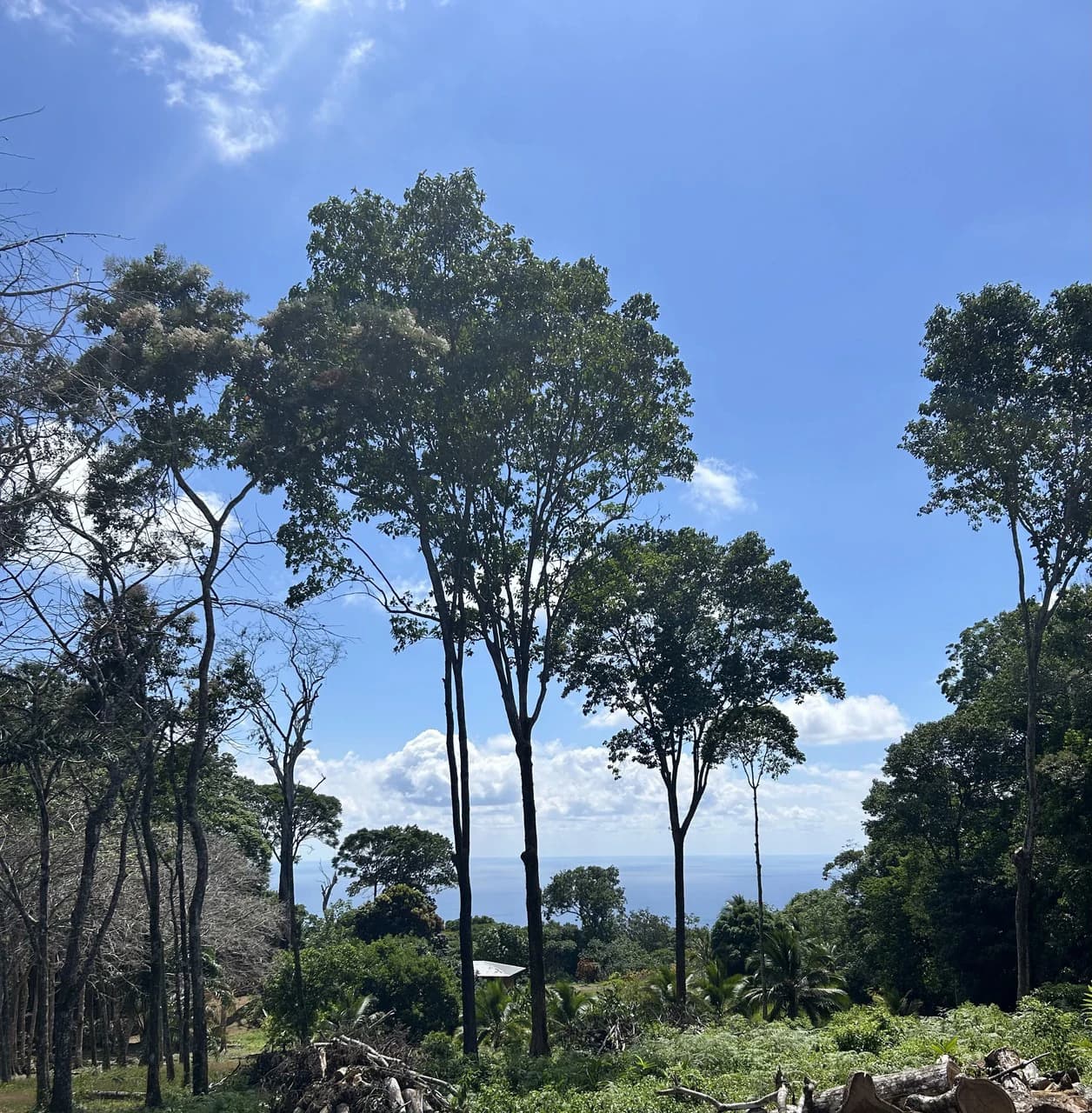 Cabo Matapalo: 3.8 Acre Ocean View Lot In Peninsula De Osa, Golfo Dulce - photo 3