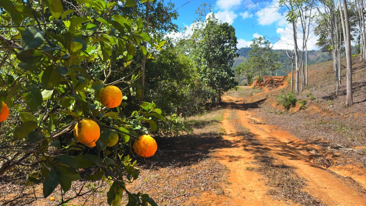 Agricultural Land For Sale in Daniel Flores - photo 8