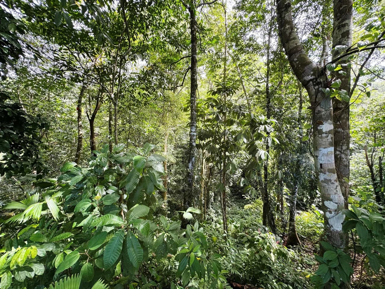 1.6 Acre Ocean View Home site in Uvita the Best Views in Town - photo 23