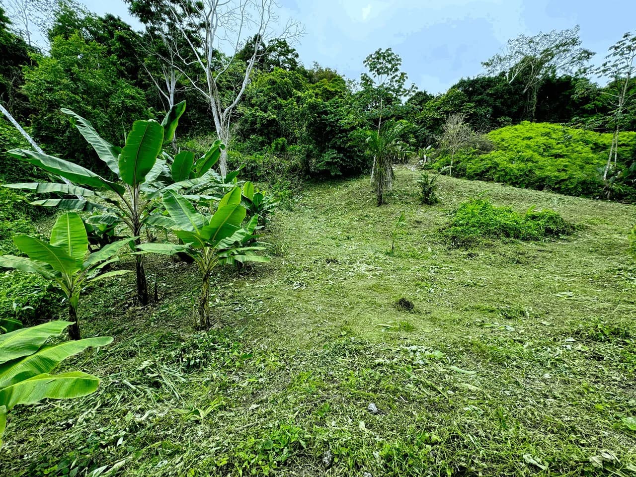 7.56 ACRES – Ocean View Acreage In Lagunas, 50% Flat And Usable, Public Road, ASADA Water, Fruit Trees!!!! - photo 8