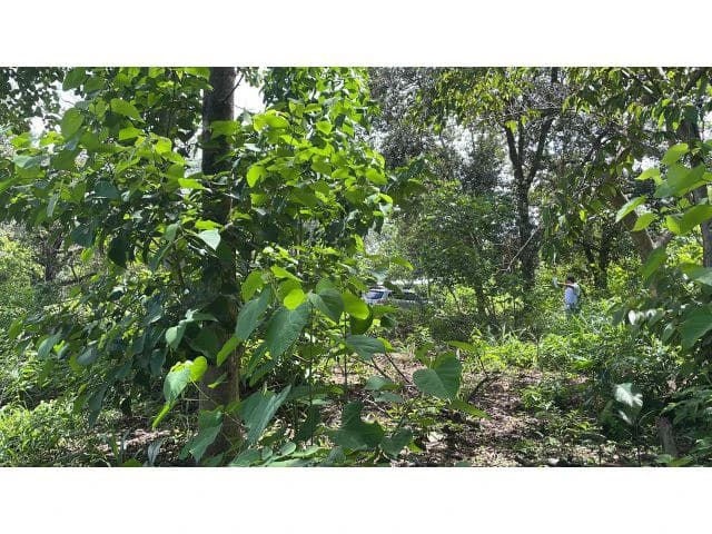 Building potential property for sale in Guadalupe, 5 minutes away from Liberia and 20 from the National Park of Rincon de la Vieja - photo 8
