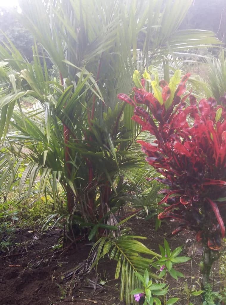 Agricultural farmland for sale in Aguas Claras, Alajuela, 1 house and many fruit trees - photo 4