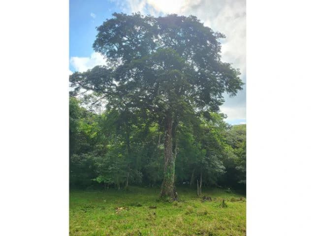 Charming property for sale in Nueva Guatemala with stunning views of the Tenorio Volcano and the beautiful green valleys - photo 6