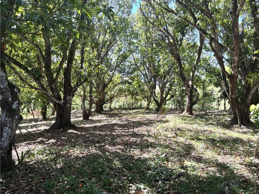 FOR SALE / Land in Coyolar, Orotina, Alajuela - photo 11
