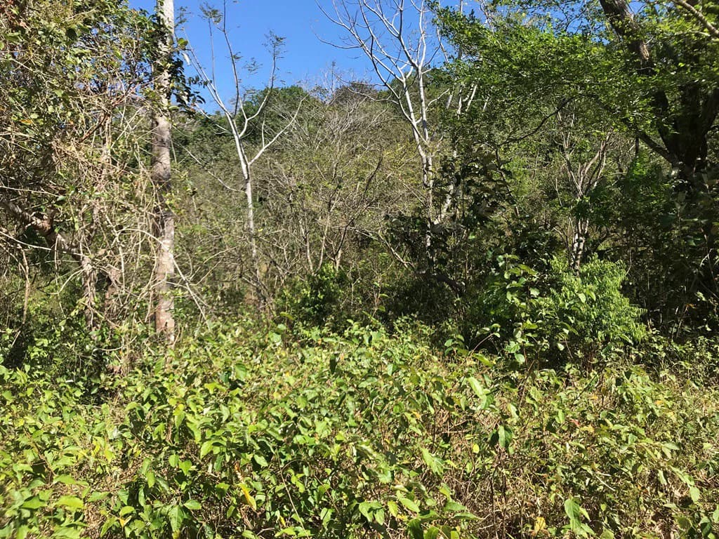 Ocean view farm for sale in the mountains of San Juanillo - photo 13