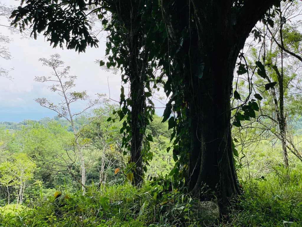 Farm for sale Puriscal Close to Universidad para la Paz Costa Rica - photo 14