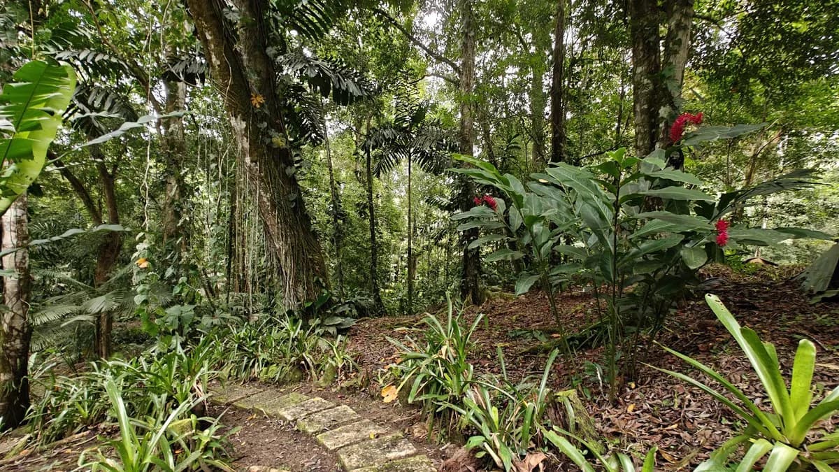 ID 1055: Elevated Jungle Residence on Expansive Riverfront Jungle Land - photo 22