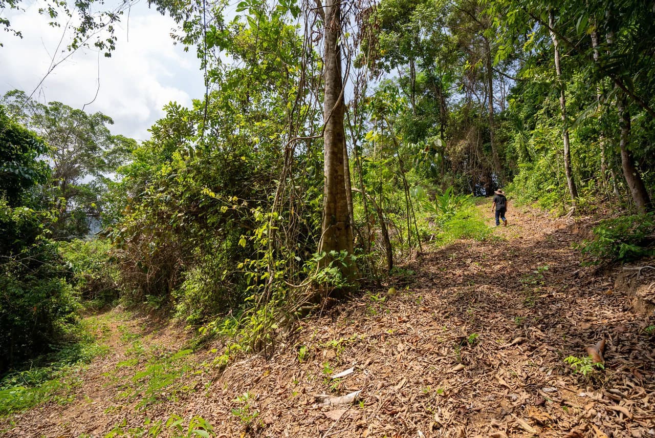 Rare 86-Acre Ocean View Estate Bordering Hacienda Barú – A Unique Opportunity for Conservation and Development - photo 36