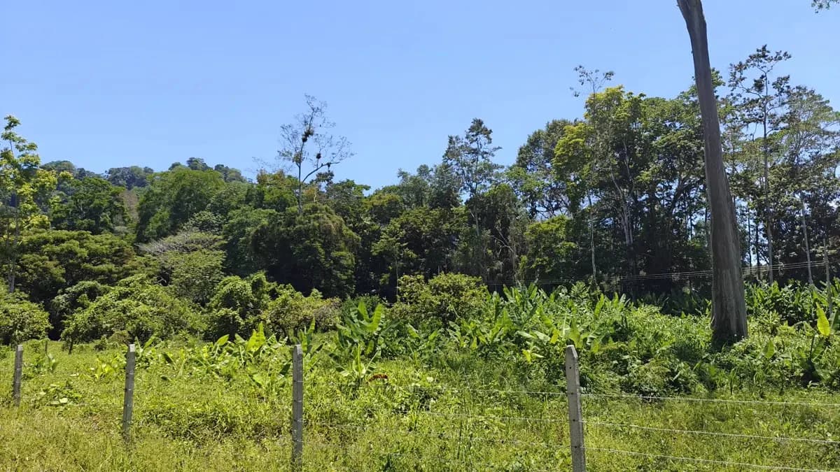 ID 924: El Cortijo: El Cortijo - Residential Lots for Sale in Hone Creek Near Puerto Viejo - photo 14