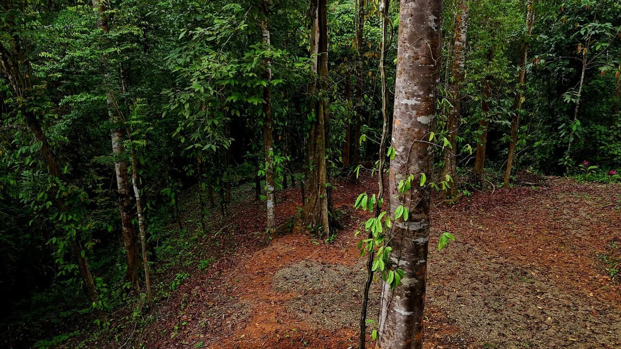 3.75-Acre Jungle Lot with Creek in Ventanas de Osa, Puntarenas - photo 6