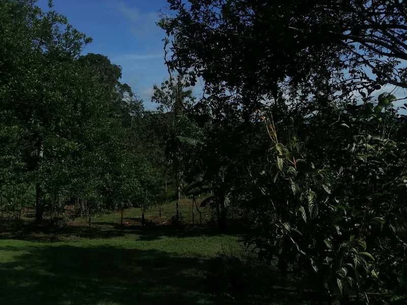 69.16 Acres Property | Mountain & Top Ocean View with Small Home - photo 27