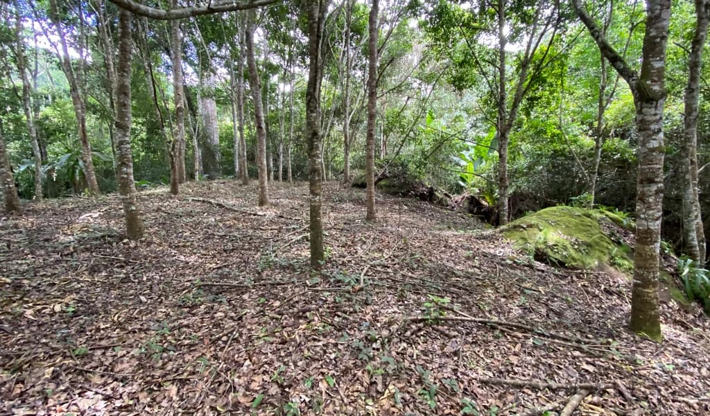 1.9 ACRES – Very Usable Flat Land Divided By An Across Running Creek, Tons Of Fruit Trees Plus Woods In The Back!!! - photo 5