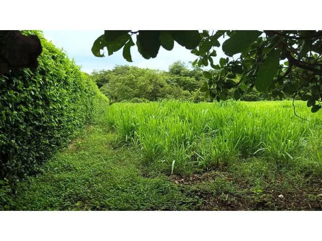 Amazing building property for sale 5 minutes away from Liberia center and 2 minutes walking to the Colorado River - photo 10