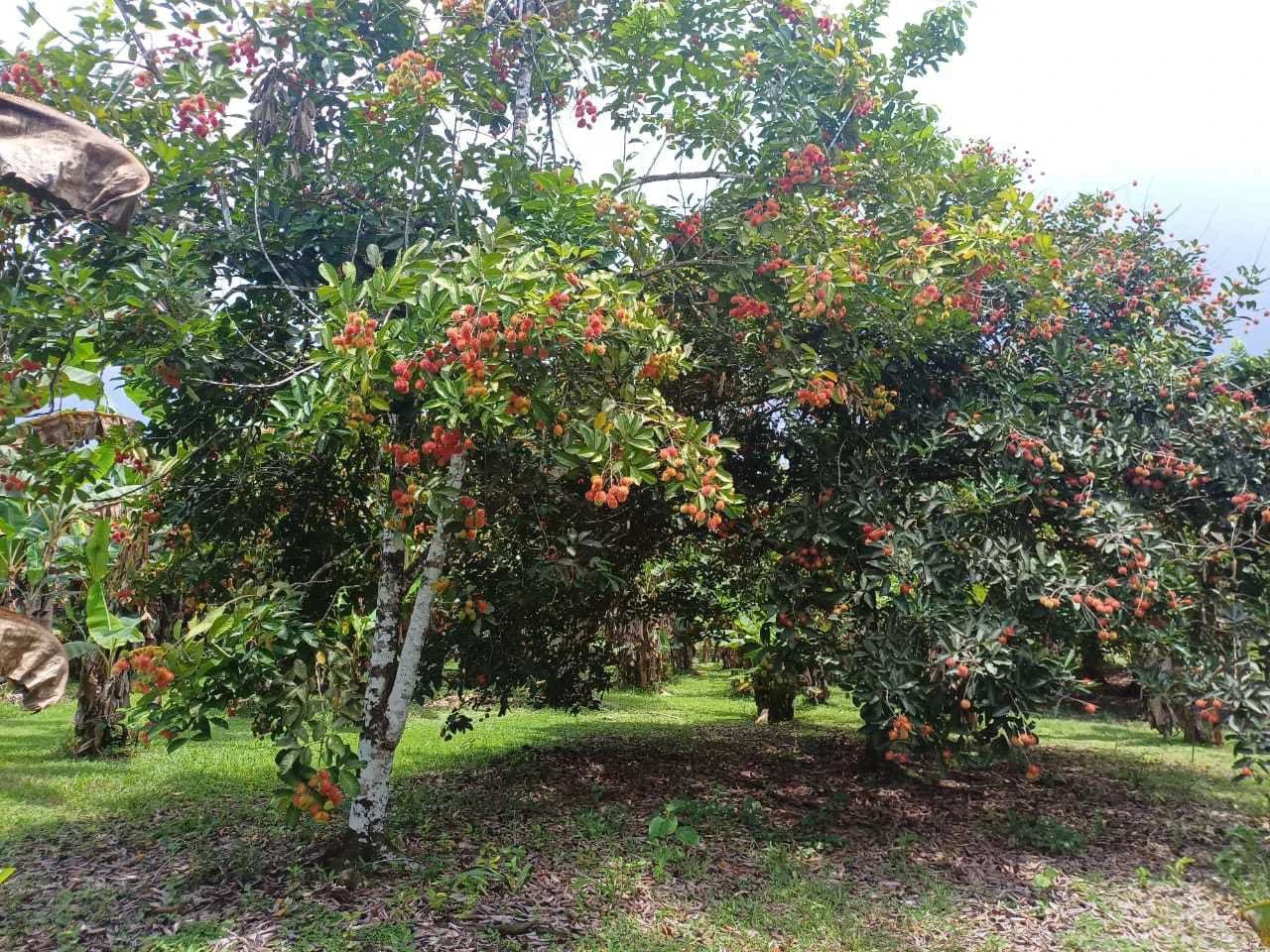 Finca La Palma, Cañaza, Puerto Jiménez - photo 8
