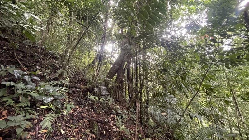 116-Hectare Finca for Sale Near Uvita with Whales Tail Views and 10 Waterfalls | La Faralla, Bahia Ballena, Uvita, Puntarenas, Costa Rica - photo 82