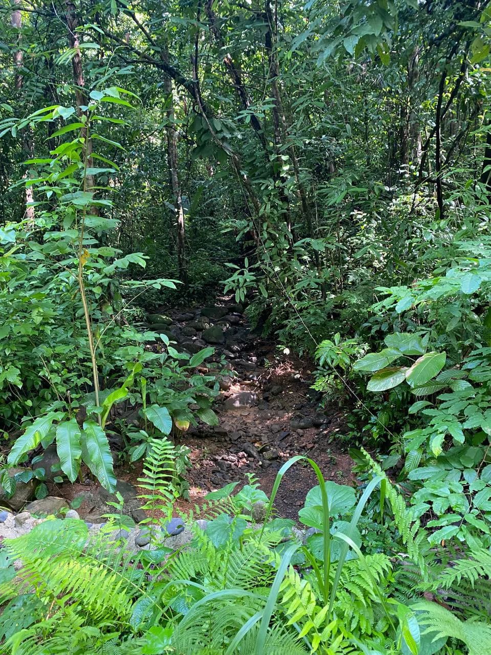 Spectacular Ocean view on 7.7 acres: Mountain Home Construction Site For Sale in Bahía Ballena - photo 23