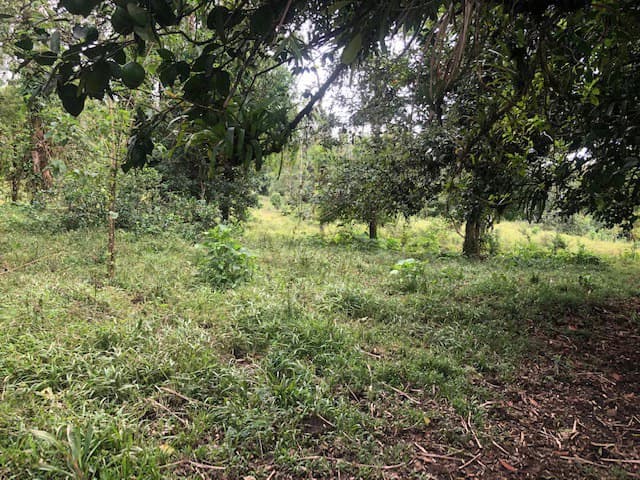 Hot and Cold Thermal Springs for Sale – Beautiful Property in Dos Ríos, Alajuela with Excellent Commercial Potential - photo 19