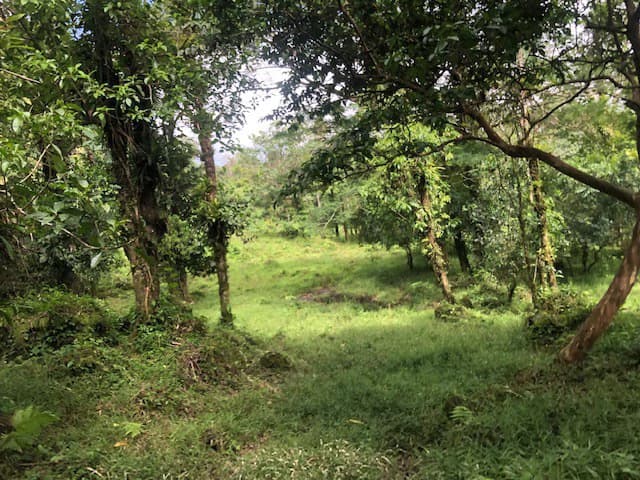 Hot and Cold Thermal Springs for Sale – Beautiful Property in Dos Ríos, Alajuela with Excellent Commercial Potential - photo 25