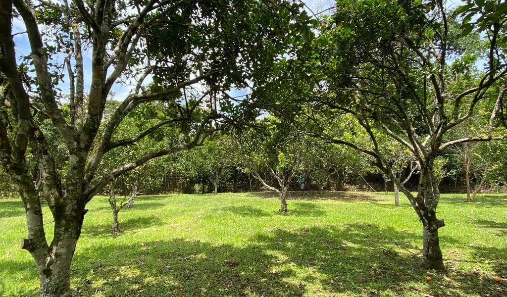 1.9 ACRES – Very Usable Flat Land Divided By An Across Running Creek, Tons Of Fruit Trees Plus Woods In The Back!!! - photo 15