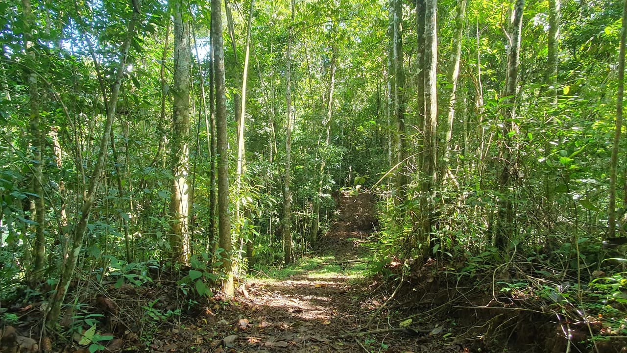 Property #2 with Bamboo Plantation, Development Opportunity (Residential, Hotel, and Industrial). - photo 5