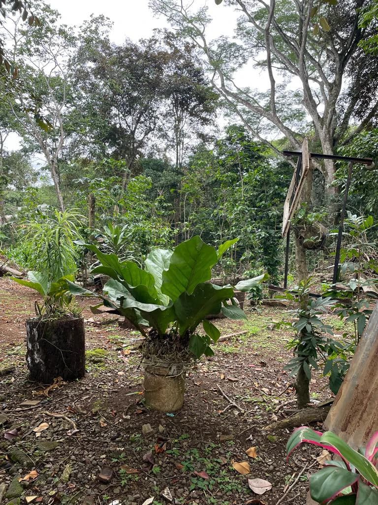 PROPIEDAD PARA INVERSION SABANA LARGA ATENAS: INVESTMENT PROPERTY - photo 2