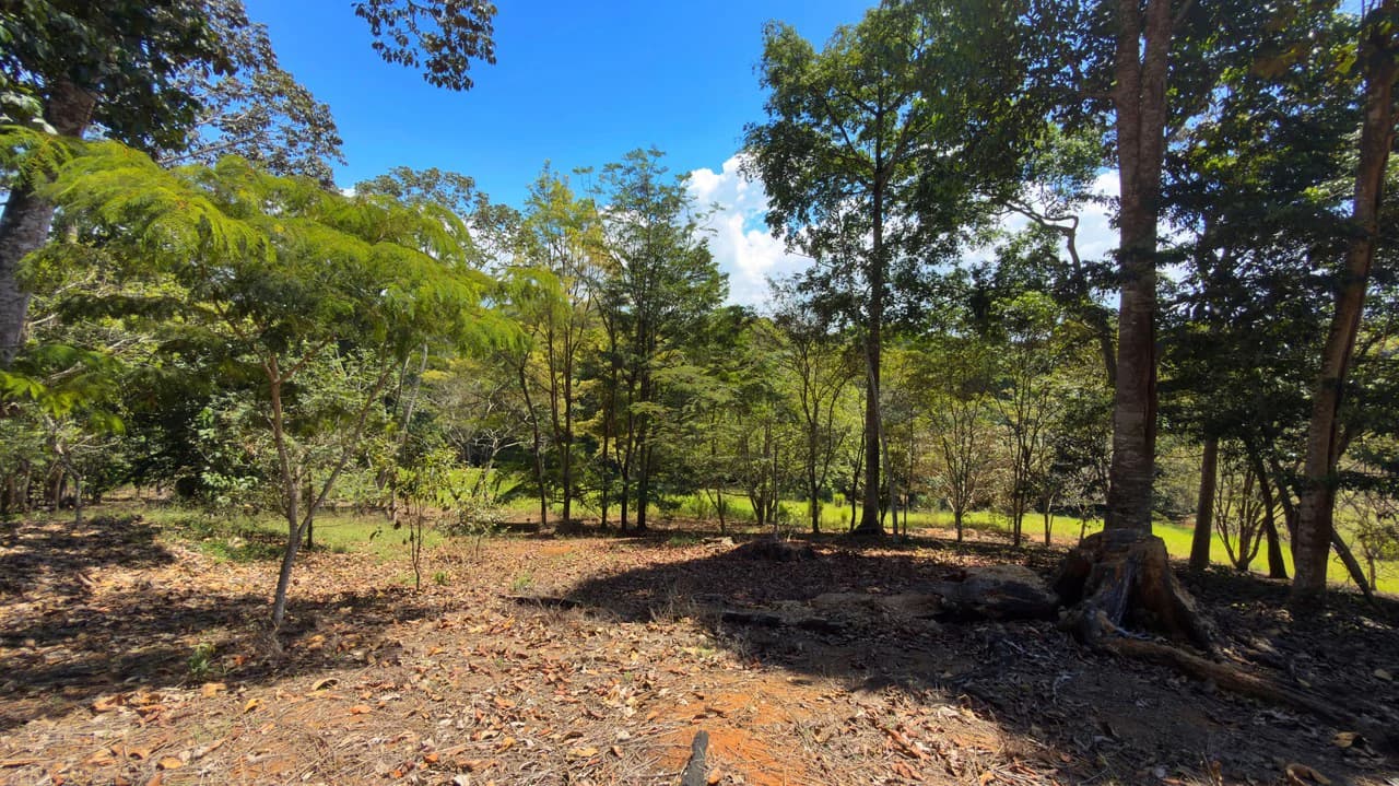 Agricultural Land For Sale in Daniel Flores - photo 5
