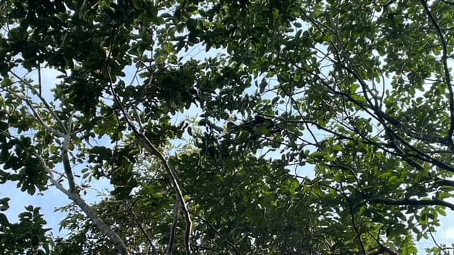 Beautiful Property for Sale in the Mountains of San Juanillo – Prime Land with Building Potential Just 10 Minutes from the Ocean - photo 7