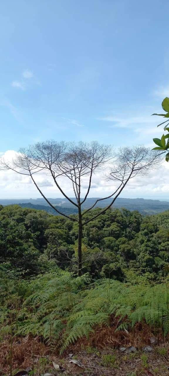 SECLUDED PARADISE WITH STUNNING VIEWS, WATERFALLS & ABUNDANT WILDLIFE - photo 30