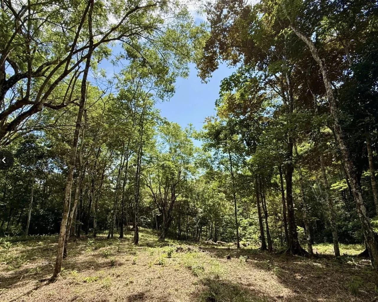 Suenos Montezuma: Jungle lot, but in a gated community close to Cobano and Montezuma. Shopping in one direction, and surf town in the other. "Suenos Montezuma" 5000m2, Lot #3 $250,000. USD - photo 7