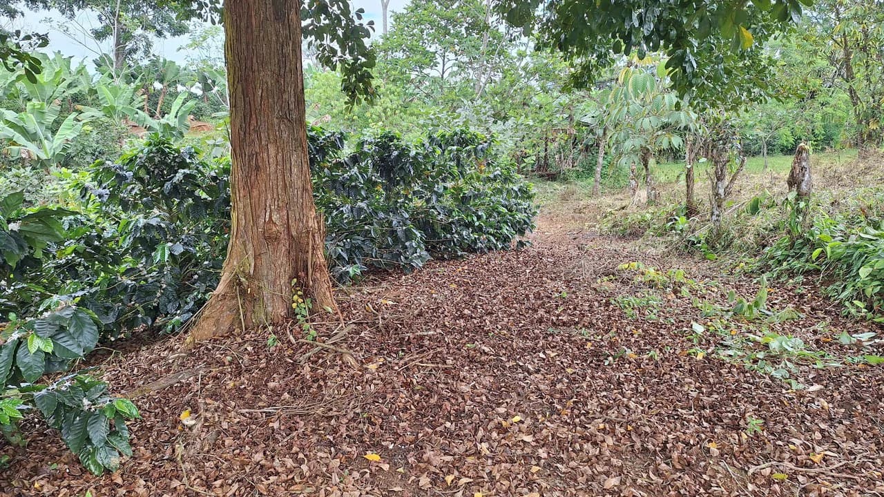 Countryside Home Construction Site For Sale in Santa Elena - photo 7