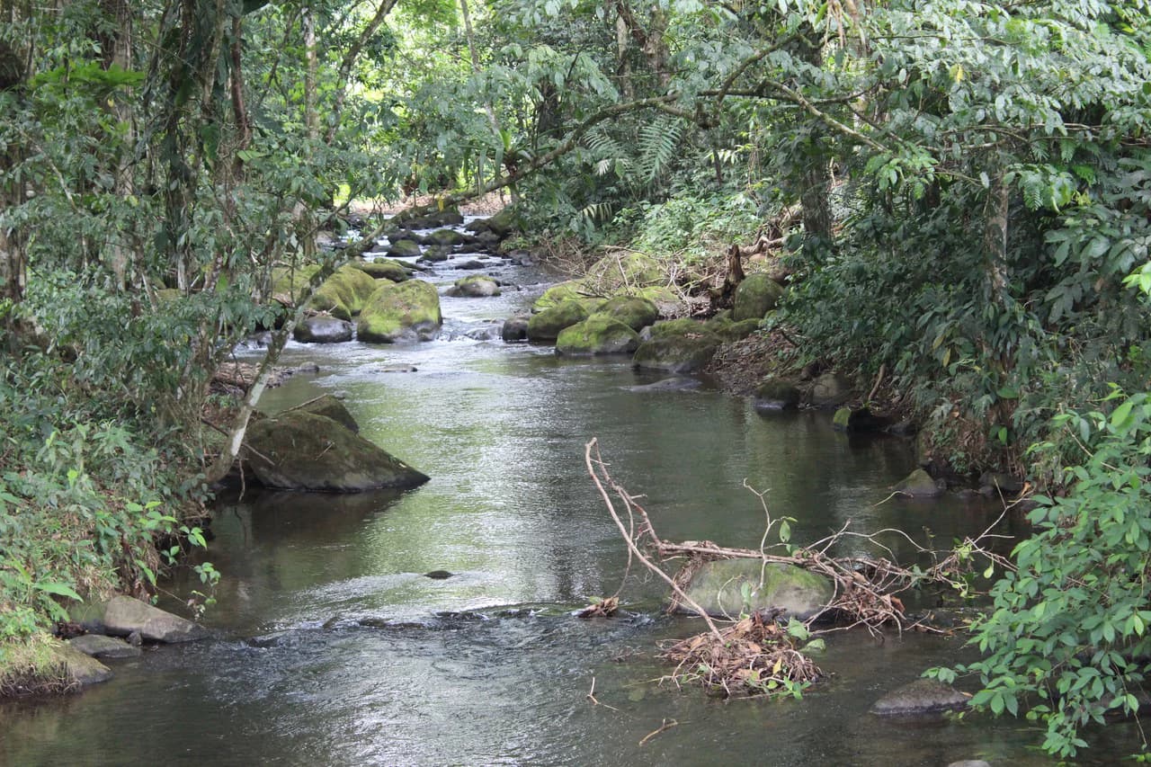 ECO SENDEROS: PRIVATE RAINFOREST RESERVE | 33 HA, LA VIRGEN DE SARAPIQUÍ - photo 1