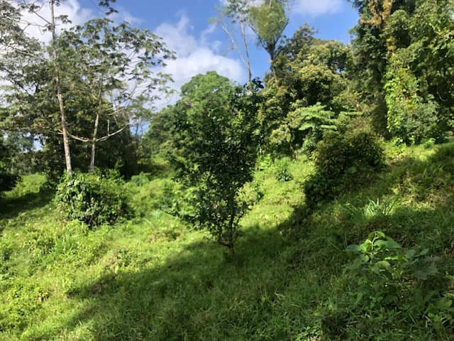 Hot and Cold Thermal Springs for Sale – Beautiful Property in Dos Ríos, Alajuela with Excellent Commercial Potential - photo 32