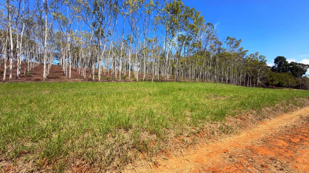 Agricultural Land For Sale in Daniel Flores - photo 7