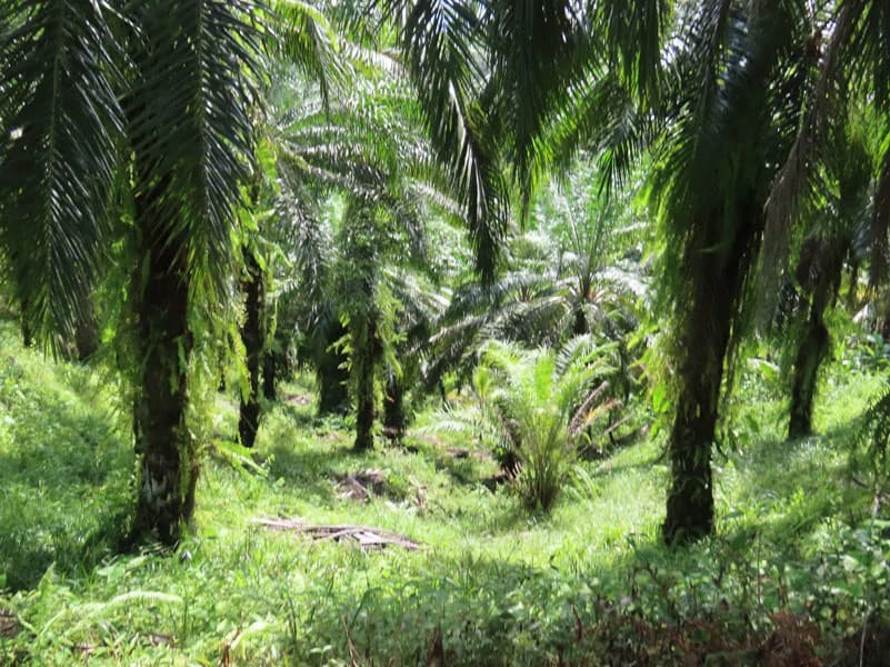 Palm Farm with Ocean View, Ideal for Ecotourism or Residential Development - photo 10